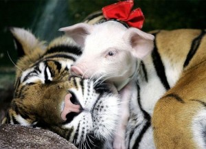 tigerandpig.jpg